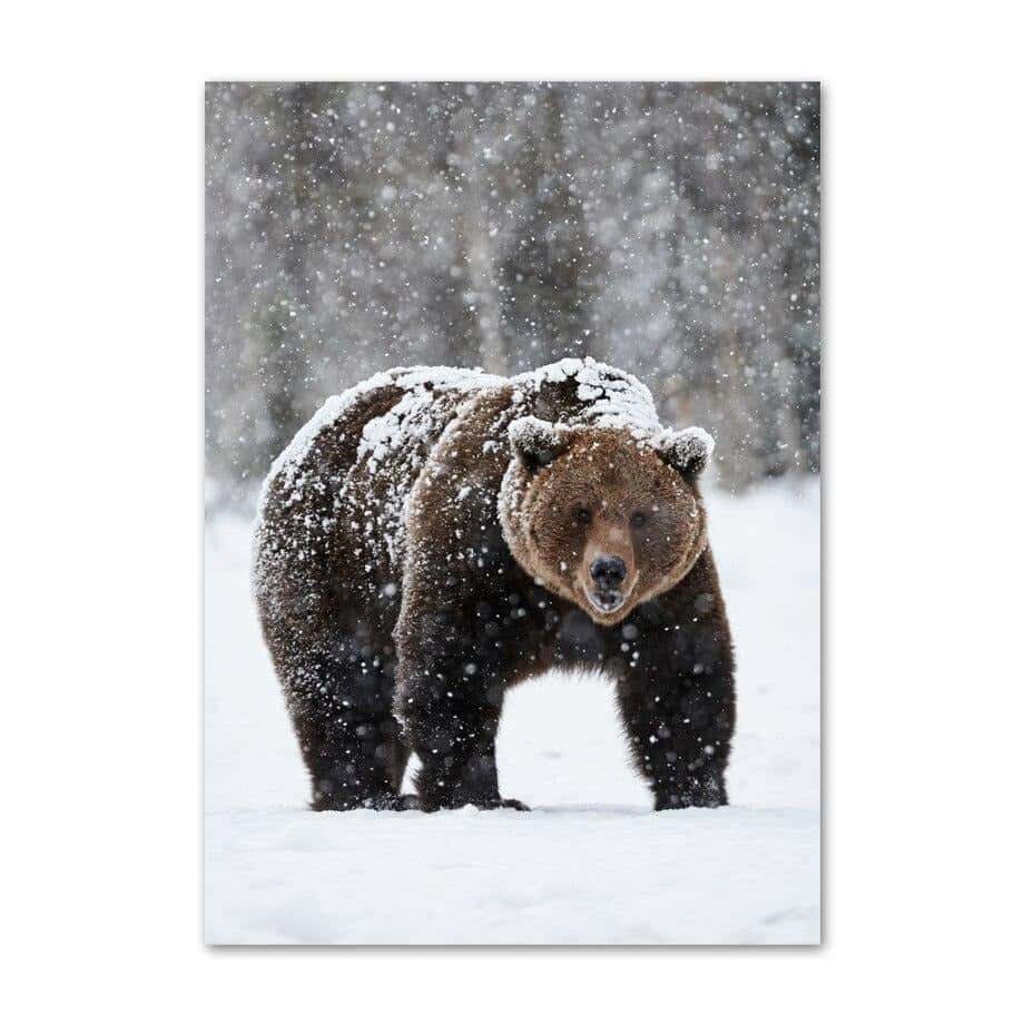 Bear Canvas Polar